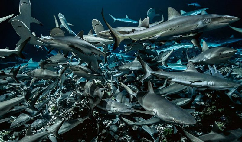 700 Requins Dans La Nuit Lincroyable Documentaire De Laurent